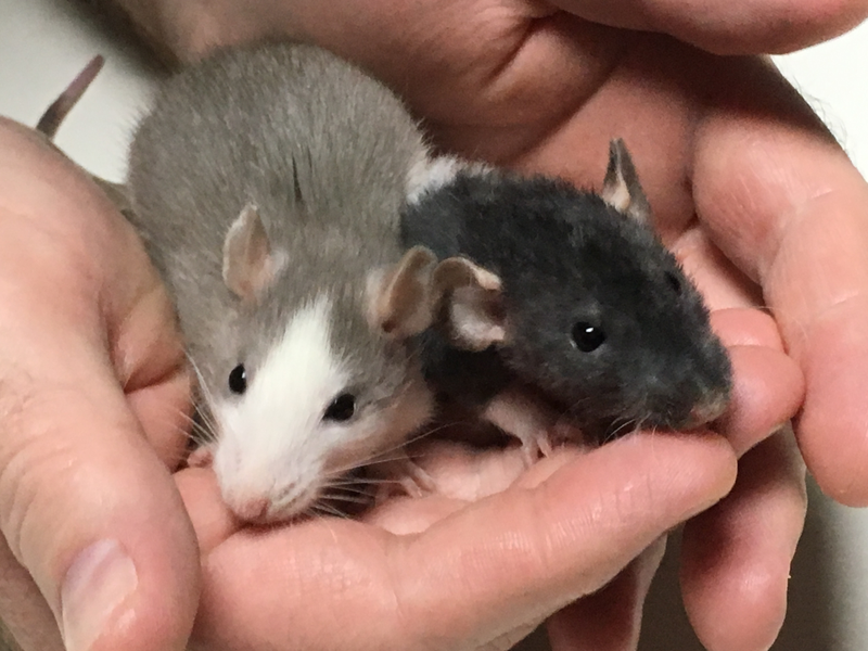 Zelda on left and Sassy on the right. Blurry photo, hard to keep the younglings still for even a second.